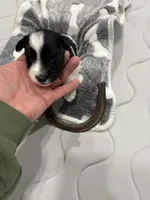 Ruckus -AKC, a male Miniature Schnauzer for sale in Buffalo, MO – 5 of 6