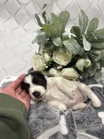 Ainsley-AKC-ACA-APRI, a female Miniature Schnauzer for sale in Buffalo, MO – 8 of 8
