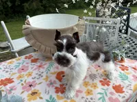 Ainsley , a female Miniature Schnauzer for sale in Buffalo, MO – 1 of 6