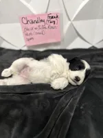 Chandley-AKC, a female Miniature Schnauzer for sale in Buffalo, MO – 3 of 8