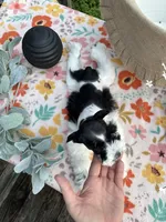 Kinlynn-AKC-TOY, a female Miniature Schnauzer for sale in Buffalo, MO – 8 of 9