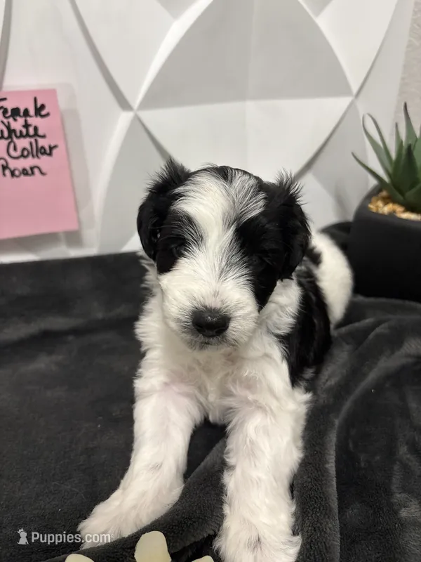 Kinlynn-AKC – Miniature Schnauzer puppy for sale in Buffalo, MO
