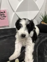 Kinlynn-AKC, a female Miniature Schnauzer for sale in Buffalo, MO – 1 of 7