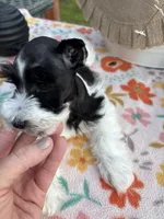 Kinlynn-AKC-TOY, a female Miniature Schnauzer for sale in Buffalo, MO – 6 of 9