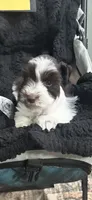 HUCK -AKC-ACA-APRI, a male Miniature Schnauzer for sale in Buffalo, MO – 2 of 9