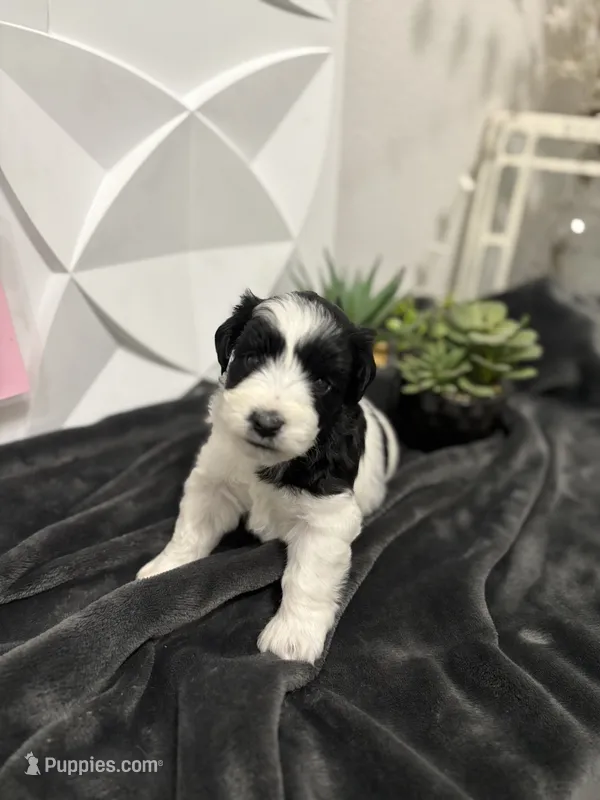 Chandley-AKC – Miniature Schnauzer puppy for sale in Buffalo, MO