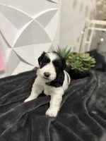 Chandley-AKC, a female Miniature Schnauzer for sale in Buffalo, MO – 1 of 8