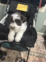 HUCK -AKC-ACA-APRI, a male Miniature Schnauzer for sale in Buffalo, MO – 8 of 9