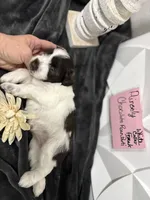 Ainsley-AKC-ACA-APRI, a female Miniature Schnauzer for sale in Buffalo, MO – 5 of 8