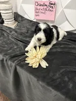Chandley-AKC, a female Miniature Schnauzer for sale in Buffalo, MO – 2 of 8