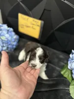 Huck-AKC, a male Miniature Schnauzer for sale in Buffalo, MO – 4 of 5