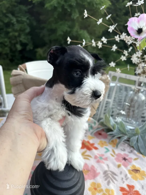 Kinlynn-AKC-TOY – Miniature Schnauzer puppy for sale in Buffalo, MO