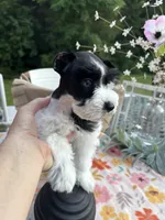 Kinlynn-AKC-TOY, a female Miniature Schnauzer for sale in Buffalo, MO – 1 of 9