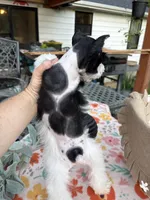 Chandley-AKC- Toy size, a female Miniature Schnauzer for sale in Buffalo, MO – 9 of 9