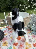 Kinlynn-AKC-TOY, a female Miniature Schnauzer for sale in Buffalo, MO – 9 of 9