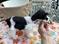 Kinlynn-AKC-TOY, a female Miniature Schnauzer for sale in Buffalo, MO – 2 of 9