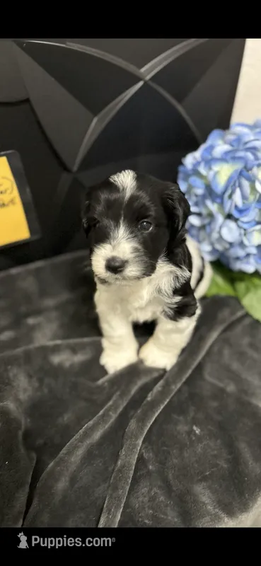 Tymber - AKC – Miniature Schnauzer puppy for sale in Buffalo, MO
