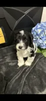 Tymber - AKC, a male Miniature Schnauzer for sale in Buffalo, MO – 1 of 6