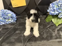 Ruckus -AKC, a male Miniature Schnauzer for sale in Buffalo, MO – 6 of 6