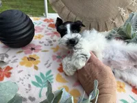 Chandley-AKC- Toy size, a female Miniature Schnauzer for sale in Buffalo, MO – 5 of 9