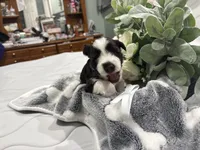 Ainsley-AKC-ACA-APRI, a female Miniature Schnauzer for sale in Buffalo, MO – 6 of 8
