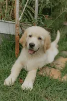 Purple Collar, a female Golden Retriever for sale in Gainesville, GA – 8 of 8