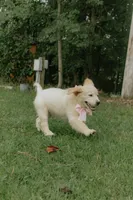 pink collar, a female Golden Retriever for sale in Gainesville, GA – 5 of 7