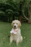 pink collar, a female Golden Retriever for sale in Gainesville, GA – 3 of 7