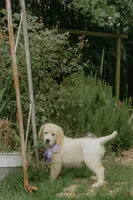 Purple Collar, a female Golden Retriever for sale in Gainesville, GA – 5 of 8