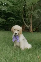 Purple Collar, a female Golden Retriever for sale in Gainesville, GA – 2 of 8