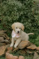 pink collar, a female Golden Retriever for sale in Gainesville, GA – 2 of 7