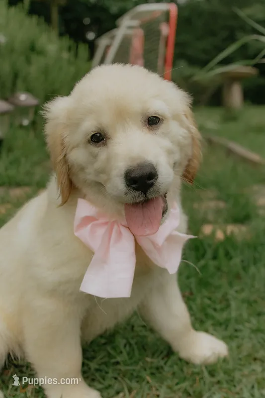 pink collar – Golden Retriever puppy for sale in Gainesville, GA