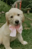 pink collar, a female Golden Retriever for sale in Gainesville, GA – 1 of 7