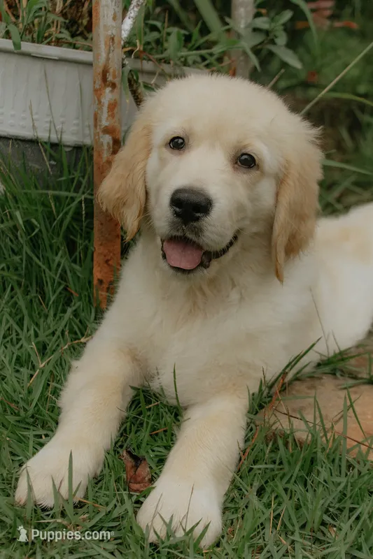 Purple Collar – Golden Retriever puppy for sale in Gainesville, GA