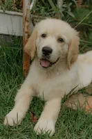 Purple Collar, a female Golden Retriever for sale in Gainesville, GA – 1 of 8