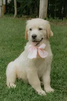 pink collar, a female Golden Retriever for sale in Gainesville, GA – 7 of 7