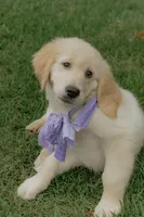 Purple Collar, a female Golden Retriever for sale in Gainesville, GA – 6 of 8