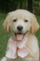 pink collar, a female Golden Retriever for sale in Gainesville, GA – 6 of 7