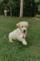 pink collar, a female Golden Retriever for sale in Gainesville, GA – 4 of 7