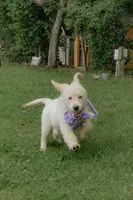 Purple Collar, a female Golden Retriever for sale in Gainesville, GA – 3 of 8