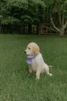 Purple Collar, a female Golden Retriever for sale in Gainesville, GA – 4 of 8