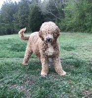 Kimberly, a female Goldendoodle for sale in Cartersville, GA – 2 of 2