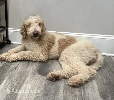 Carley – Goldendoodle puppy for sale in Cartersville, GA