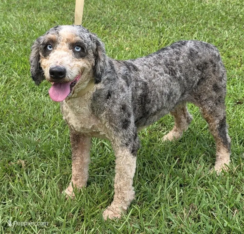 Sky – Miniature Bernedoodle puppy for sale in Cartersville, GA