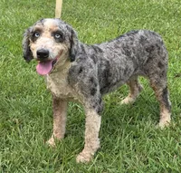 Sky, a female Miniature Bernedoodle for sale in Cartersville, GA – 1 of 2