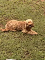 Red , a male Miniature Goldendoodle for sale in Cartersville, GA – 2 of 2
