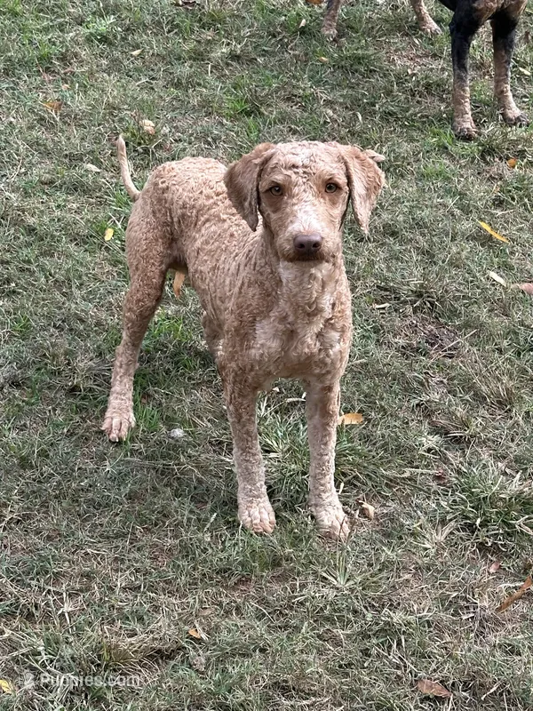 Boggie – Miniature Goldendoodle puppy for sale in Cartersville, GA
