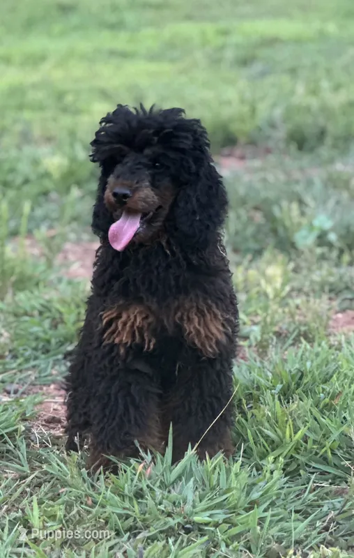Jett – Poodle - Miniature  puppy for sale in Cartersville, GA