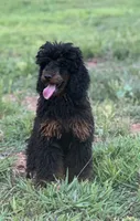 Jett, a male Poodle - Miniature  for sale in Cartersville, GA – 1 of 4