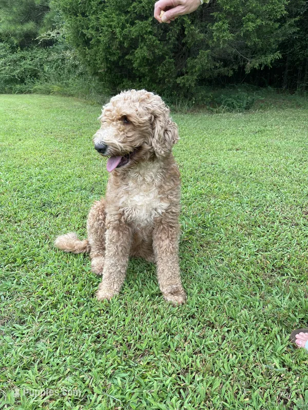 Kimberly – Goldendoodle puppy for sale in Cartersville, GA